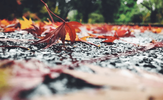 Red leaves on wet road
